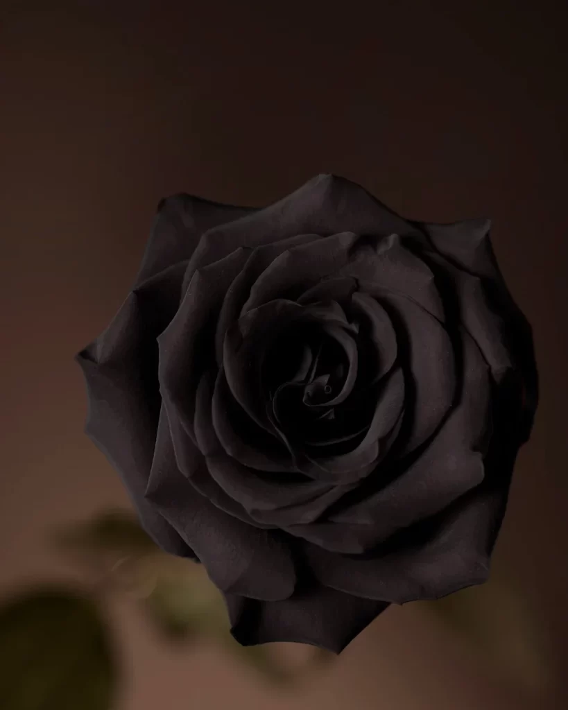 Rosa Baccara Negra